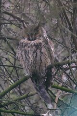 long-eared owl