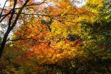 日本の風景・秋　京都嵯峨嵐山　紅葉の嵐山公園