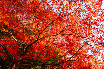 日本の風景・秋　京都嵯峨嵐山　紅葉の嵐山公園