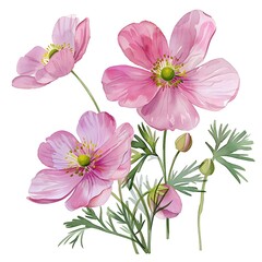 Obraz premium Watercolor Pink Buttercup Isolated on White Background. Beautiful Buttercup Flower