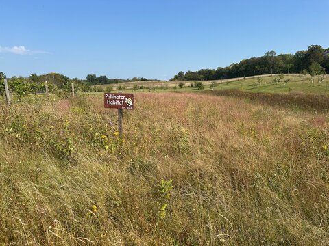 Pollinator planting in West Central Minnesota