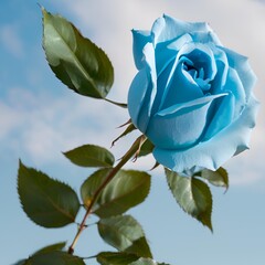 blue rose on blue background