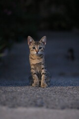 Straßenkatze Kroatien