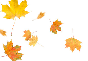Fototapeta premium Golden autumn leaves falling on white background