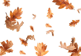 Dry autumn leaves falling on white background