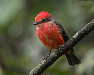 Pyrocephalus rubinus