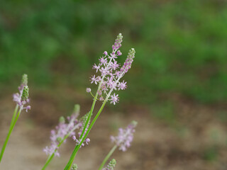 初秋の原に咲くツルボ