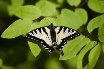 Obraz premium Swallowtail Butterfly Resting on Green Leaves