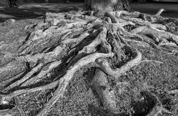Roots of a Hawaiian Banyan Tree in Monochrome, 