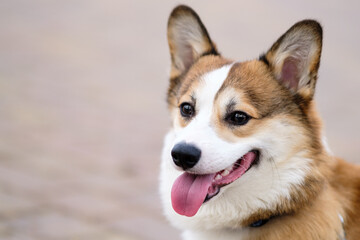 A red and white Pembroke Welsh Corgi sits on a tile in a park and looks away with his mouth open. Pedigree dog