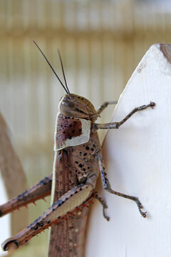 Giant Grasshopper (Valanga irregularis) perched on a wooden fence