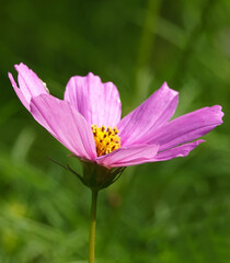 Cosmos bipinnatum ? flower of the plant