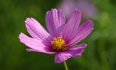 Cosmos bipinnatum – flower of the plant
