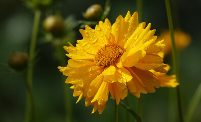 Coreopsis lanceolata - plant flower