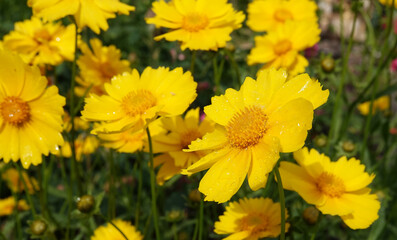 Coreopsis lanceolata - plant flower