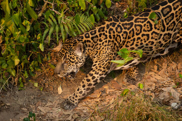Panthera onca _ onça-pintada _ jaguar