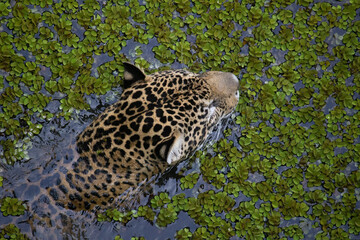 Panthera onca _ onça-pintada _ jaguar