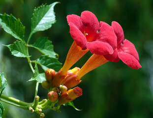 Campsis radicans ? flower of the plant