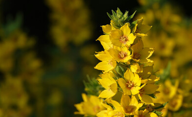 Flower of the plant - Common mullein or Bear's ear