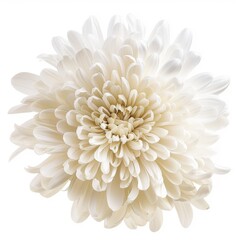 white chrysanthemum flower in full bloom