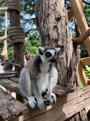 Lemur