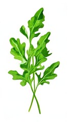 Fototapeta premium the AI Image Generator, fresh parsley isolated