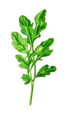 Fototapeta premium the AI Image Generator, fresh parsley isolated