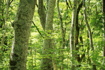 美しい緑が広がる鳥取県の伯耆大山のブナ林