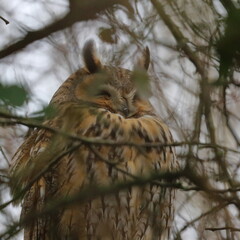 long-eared owl