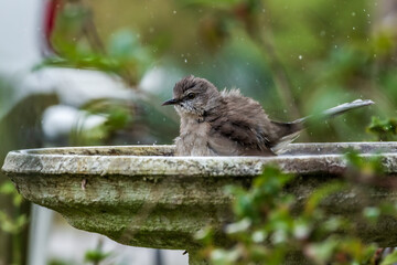 Northern Mockingbird