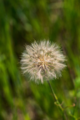 Fototapeta premium Close-Up of a Dandelion Seed Head Against a Green Background