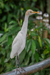 The closeup image of cattle egret (Bubulcus ibis) . 
It is a cosmopolitan species of heron found in the tropics, subtropics, and warm-temperate zones. 
