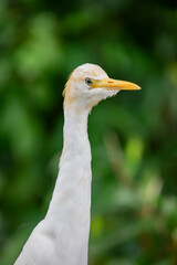 The closeup image of cattle egret (Bubulcus ibis) . 
It is a cosmopolitan species of heron found in the tropics, subtropics, and warm-temperate zones. 