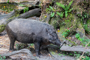 the closeup image of wild boar (sus scrofa).  It is a suid native to much of Eurasia and North...