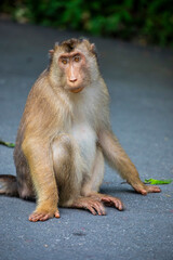 The wild southern pig-tailed macaque (Macaca nemestrina) in Taiping Zoo and Night Safari Malaysia. It is a medium-sized macaque that lives in southern Thailand, Malaysia, and Indonesia.