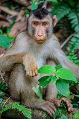 The wild southern pig-tailed macaque (Macaca nemestrina) in Taiping Zoo and Night Safari Malaysia. It is a medium-sized macaque that lives in southern Thailand, Malaysia, and Indonesia.
