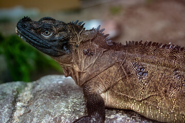 Weber's sailfin lizard (Hydrosaurus weberi), is a species of lizard in the family Agamidae. The species is endemic to Indonesia.