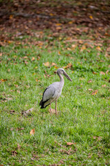 The wild Asian Openbill ( Anastomus oscitans) in Taiping Zoo and Night Safari malaysia. It  is a large wading bird in the stork family Ciconiidae.