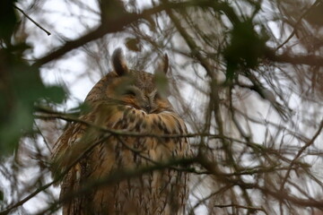 long-eared owl