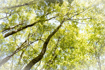 Tree Tops