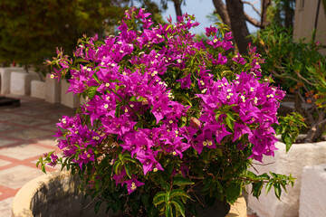 A lush bougainvillea plant bursting with vibrant purple flowers, set in a garden environment with a soft background, showcasing the beauty of tropical flora
