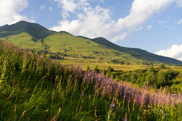 Fototapeta premium Scenic alpine meadow with vibrant wildflowers, rugged mountains under blue sky with fluffy clouds. Tonale Pass, Italy. Summer landscape. Dolomite Alps. Mountain landscape panorama, greenery scene