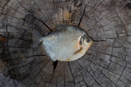 Pacu _ Piaractus brachypomu