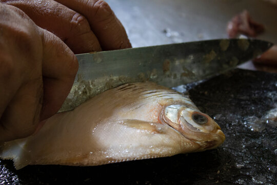 Pacu _ Piaractus brachypomu