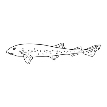 dogfish line vector illustration
