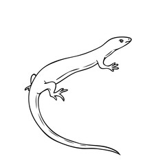 lizard line vector illustration