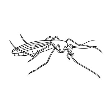 recommend clip art: mosquito line vector illustration