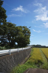 田んぼと木と飛ぶ鳥