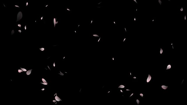Pink cherry petals falling and flying away on black background. cherry blossom petals falling, black background,
cherry blossom animated background with black background, Cherry blossom animation.