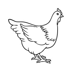 chicken line vector illustration